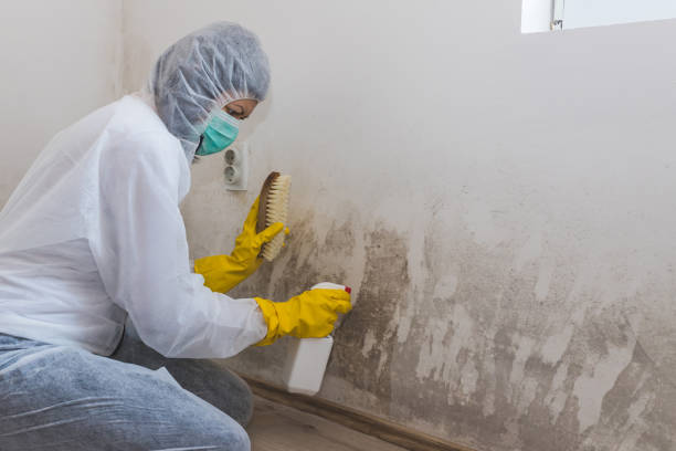 Best Crawl Space Mold Remediation in Port Orange, FL