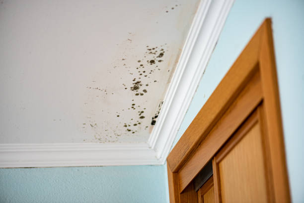 Professional Mold Remediation in Port Orange, FL