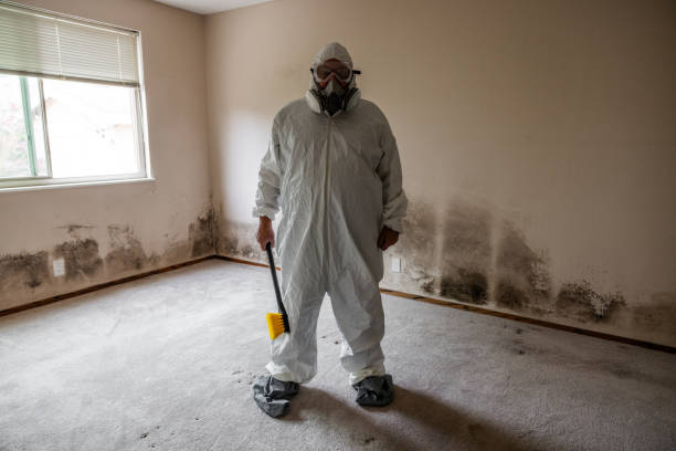 Best Residential Mold Remediation in Port Orange, FL