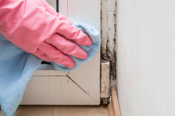 Best Bathroom Mold Remediation in Port Orange, FL